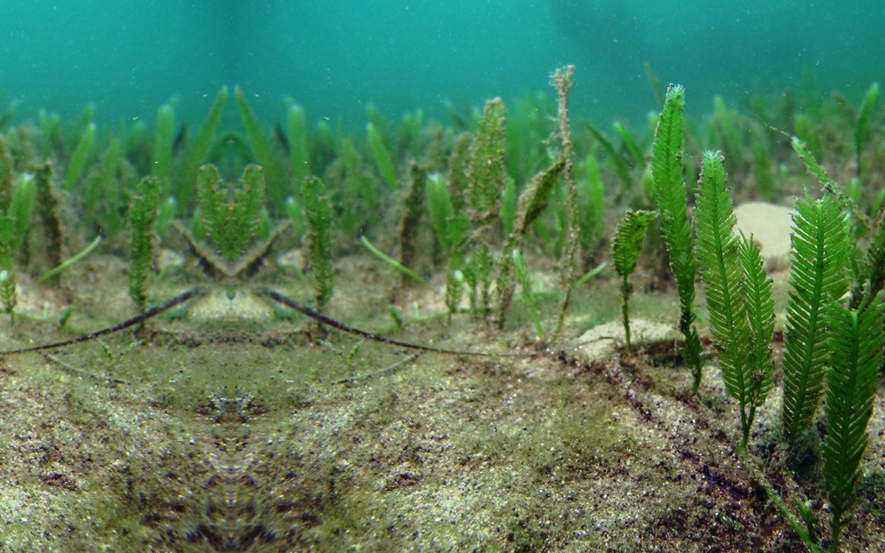 Каулерпа Таксифолия