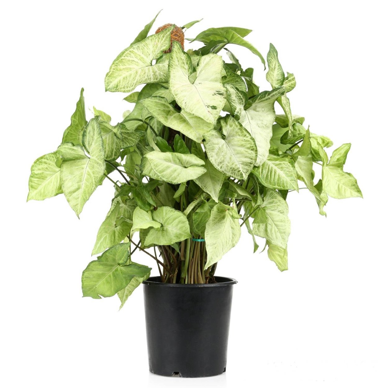 Сингониум Сильвер Перл