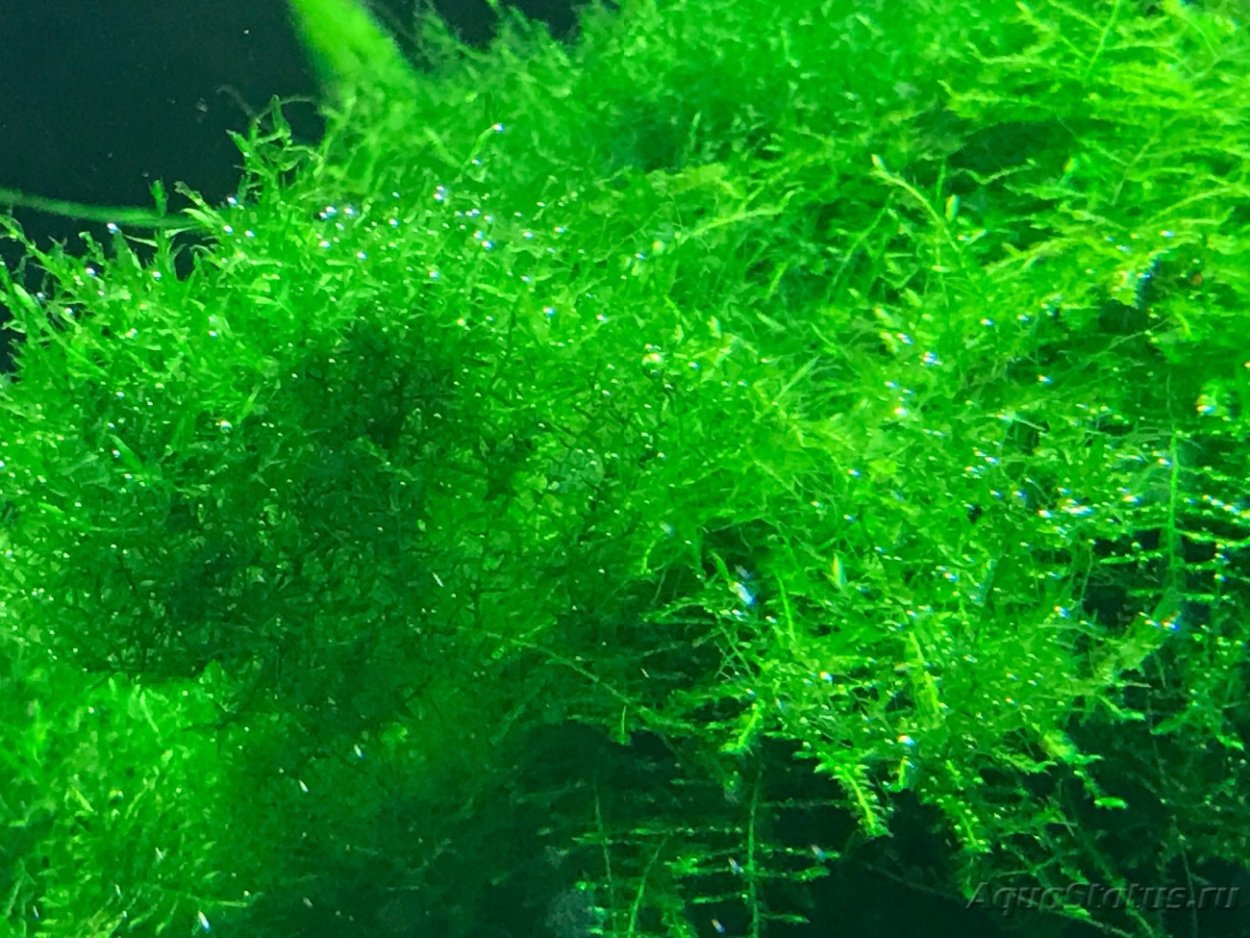 Водоросли черная борода