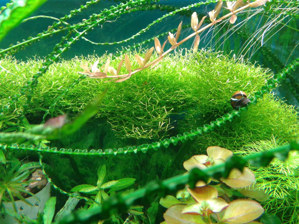 Лимнобиум побегоносный