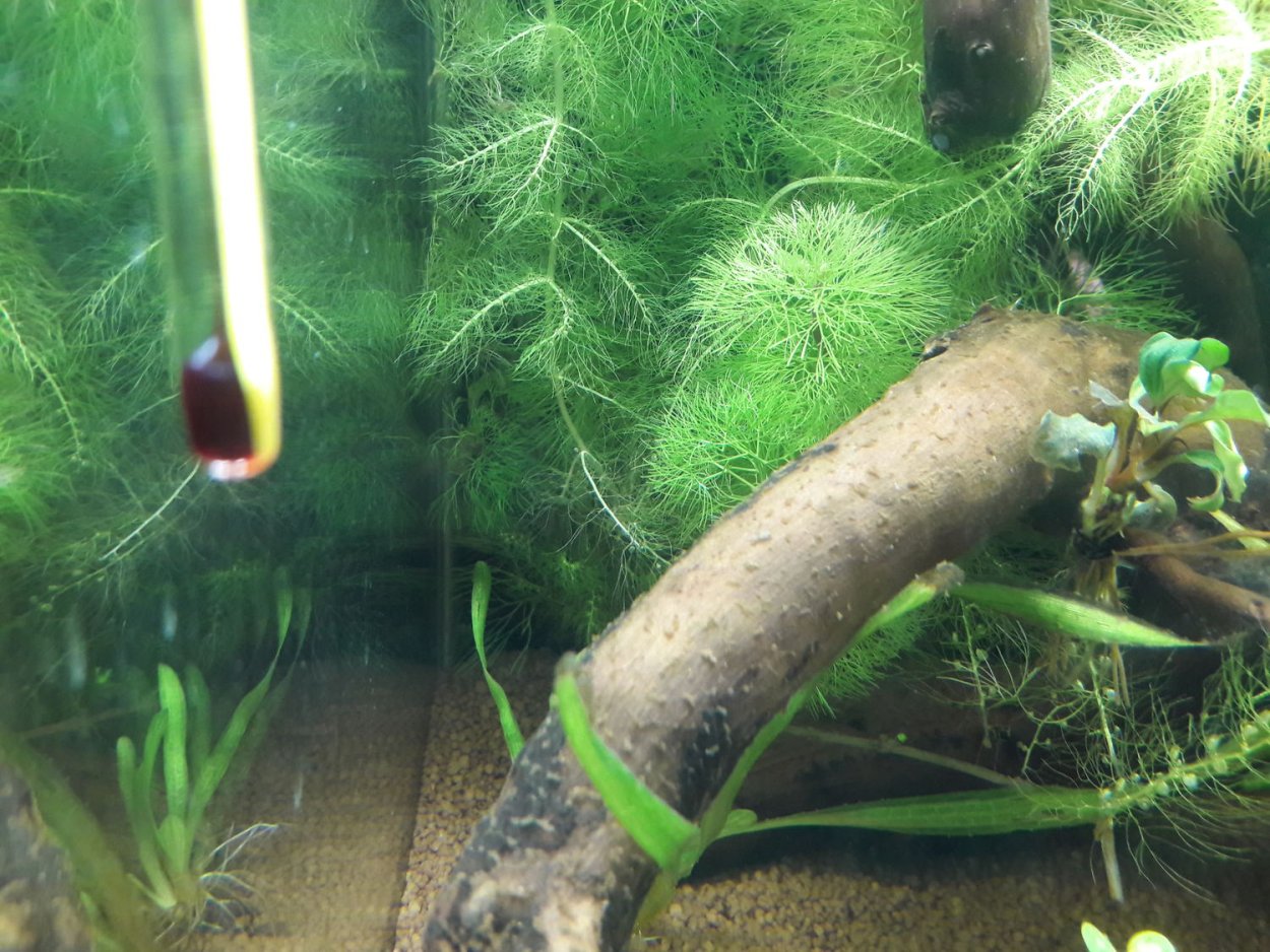 Безкорневые аквариумные растения