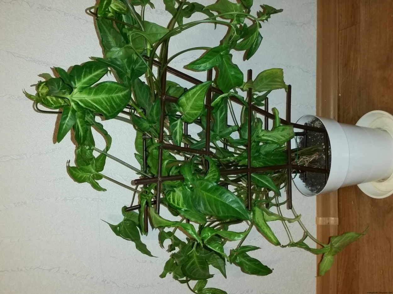 Лиана сциндапсус сингониум