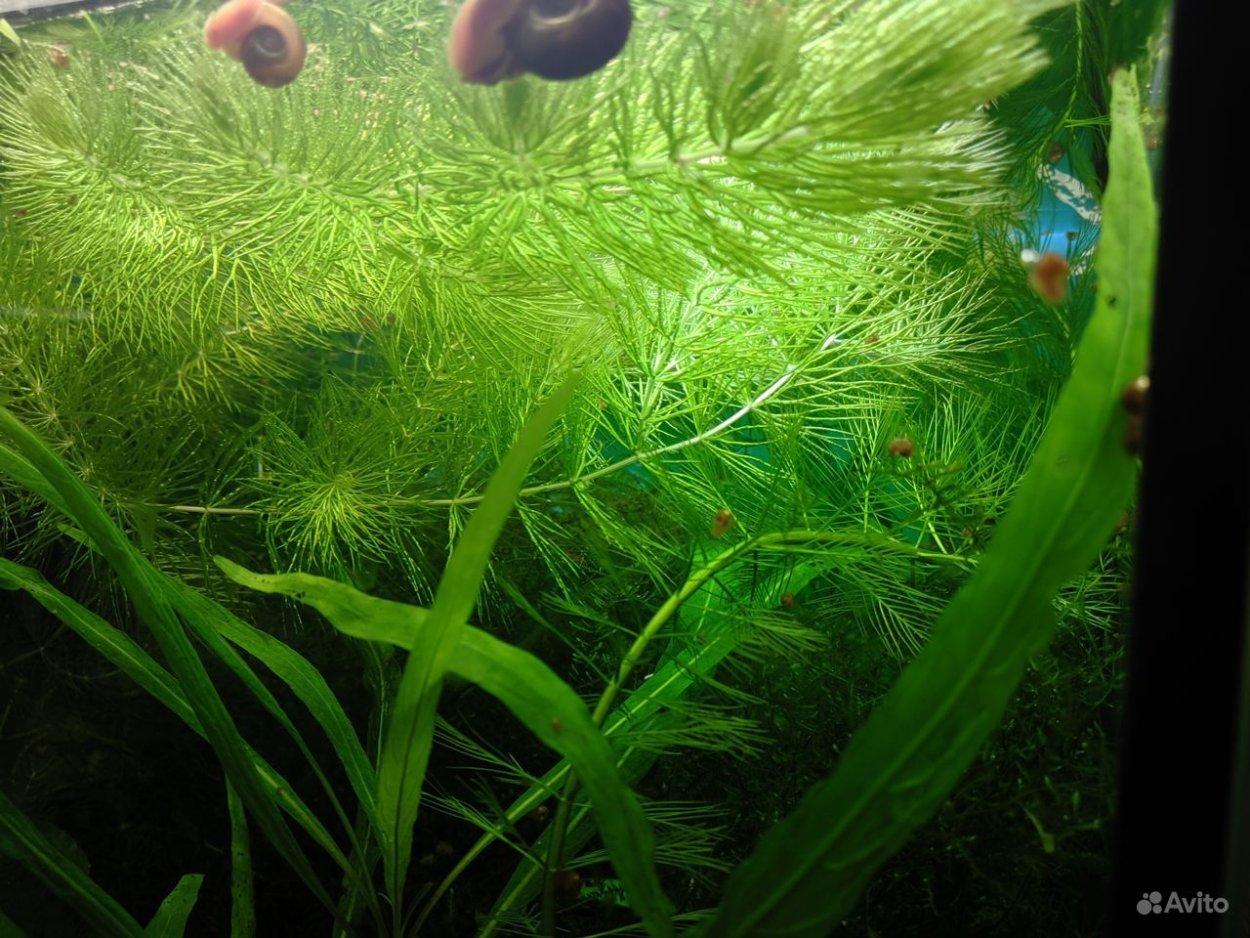 Папоротник роголистник