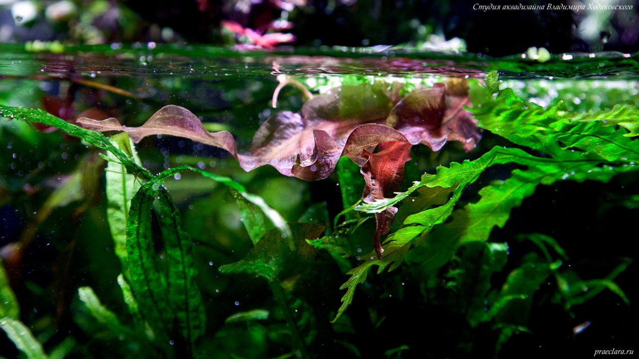 Аквариум водоросли нитчатка