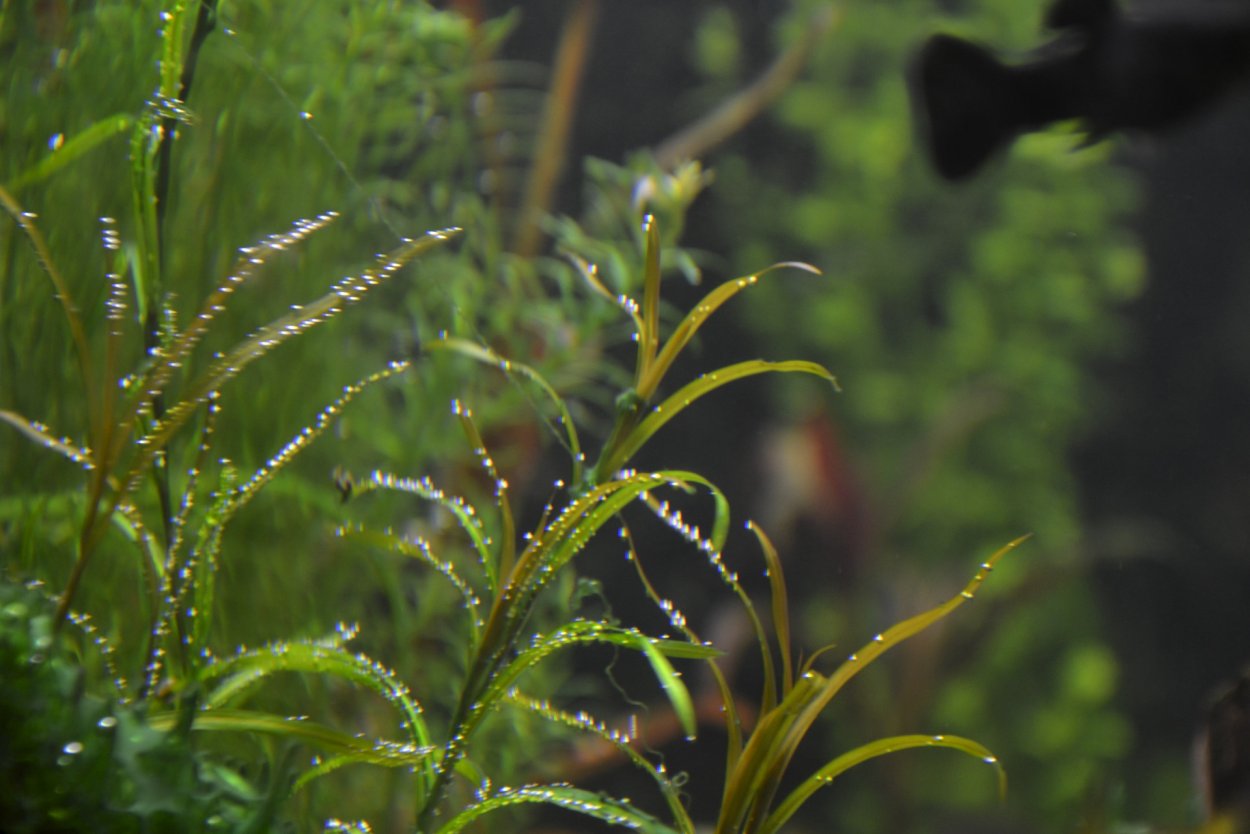 Хелантиум Боливийский