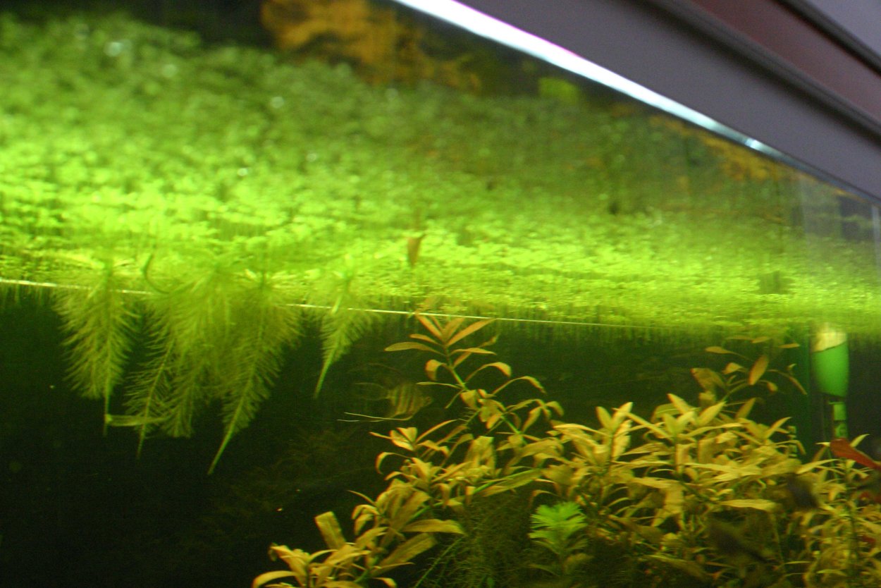 Криптокорина анубиас