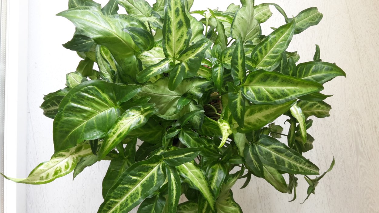 Сингониум ушковатый