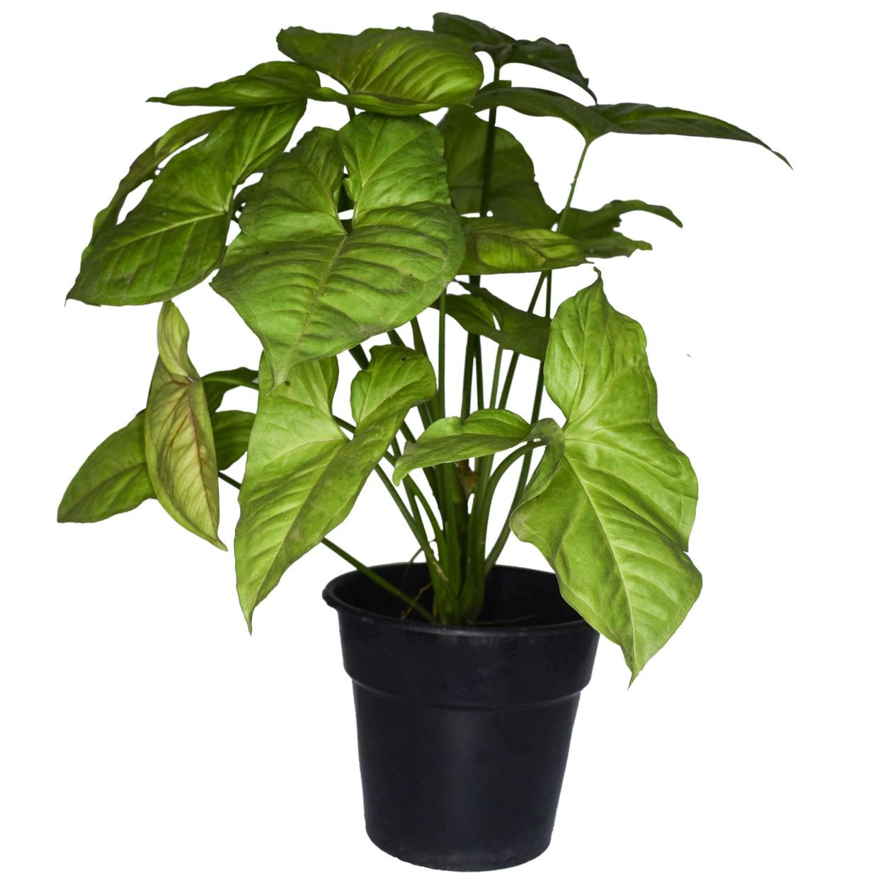 Сигнониум много листый