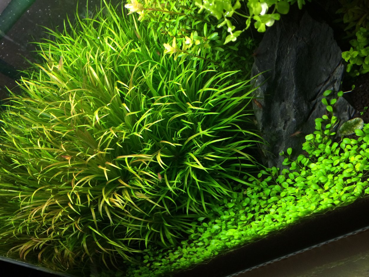 Гигрофила тигр