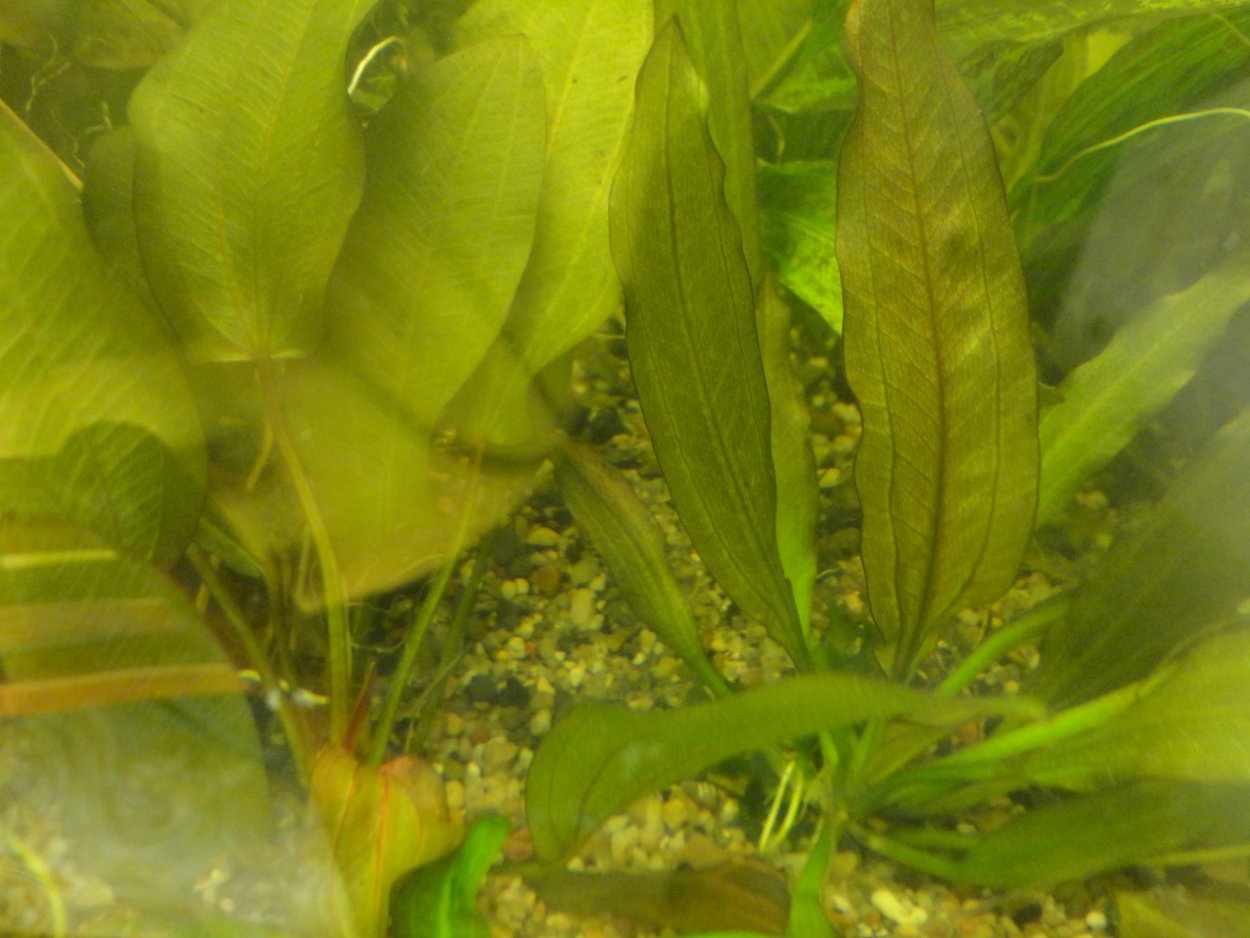 Элеохарис аквариумное растение