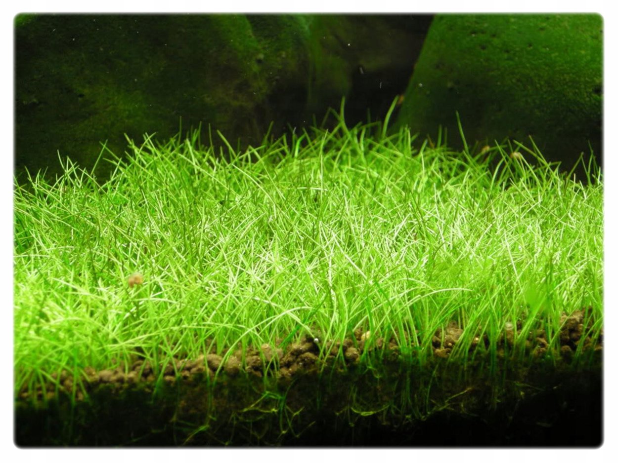 Водоросли на стекле аквариума