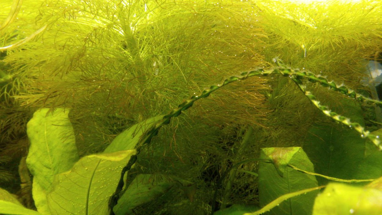 Фиссиденс фонтанус