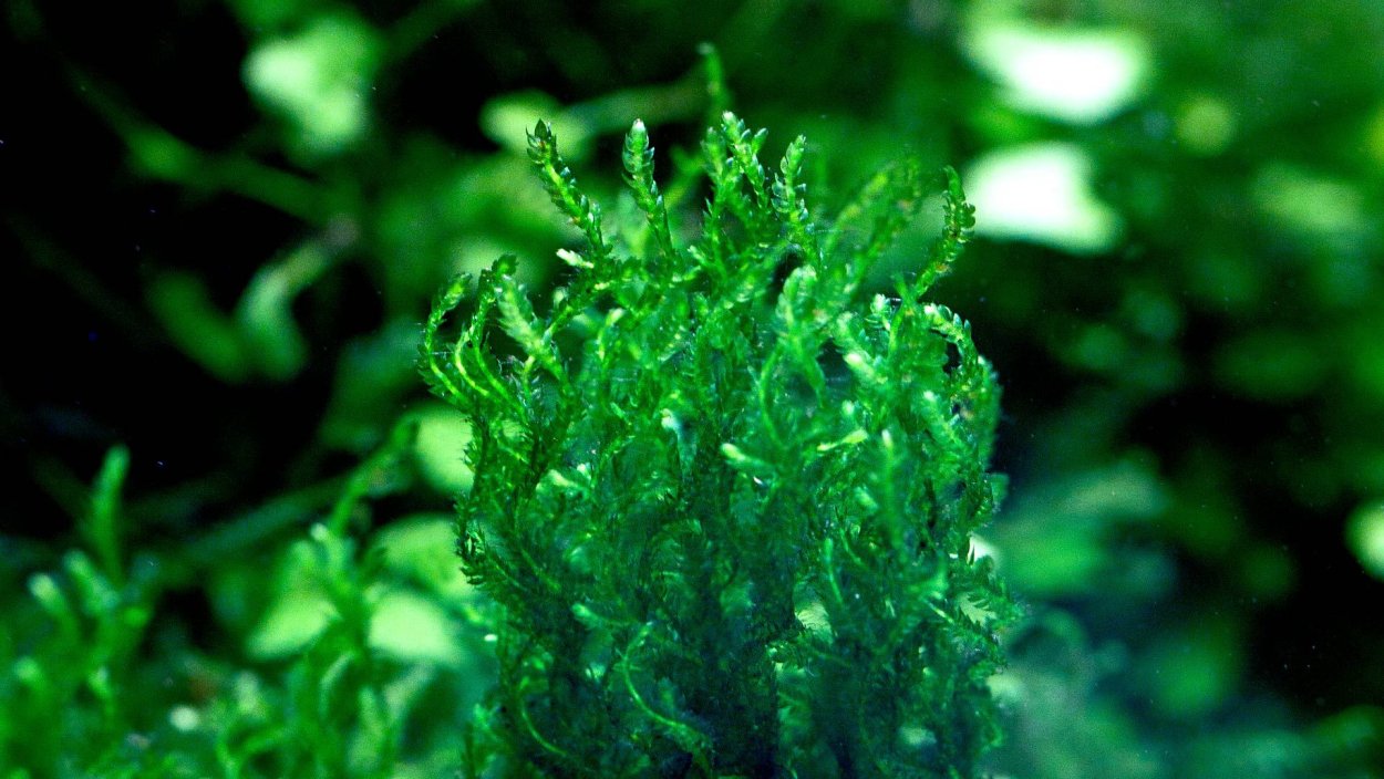 Биотоп Таиланда