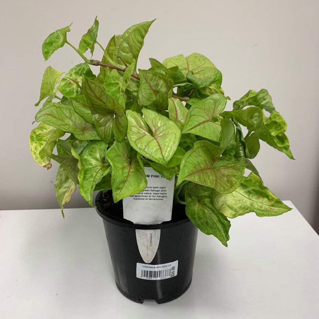 Сингониум уход в домашних условиях фото