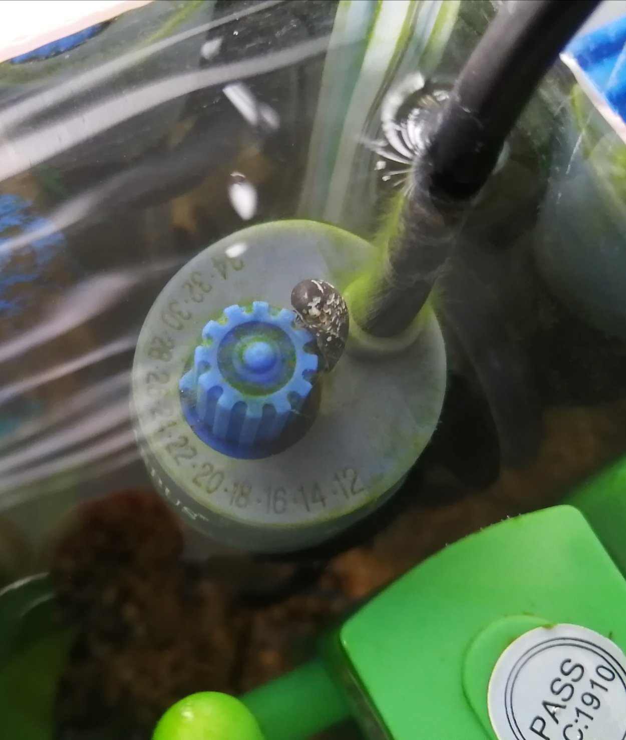 Выросты водорослей