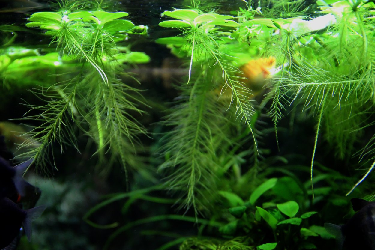 Роголистник акваскейп