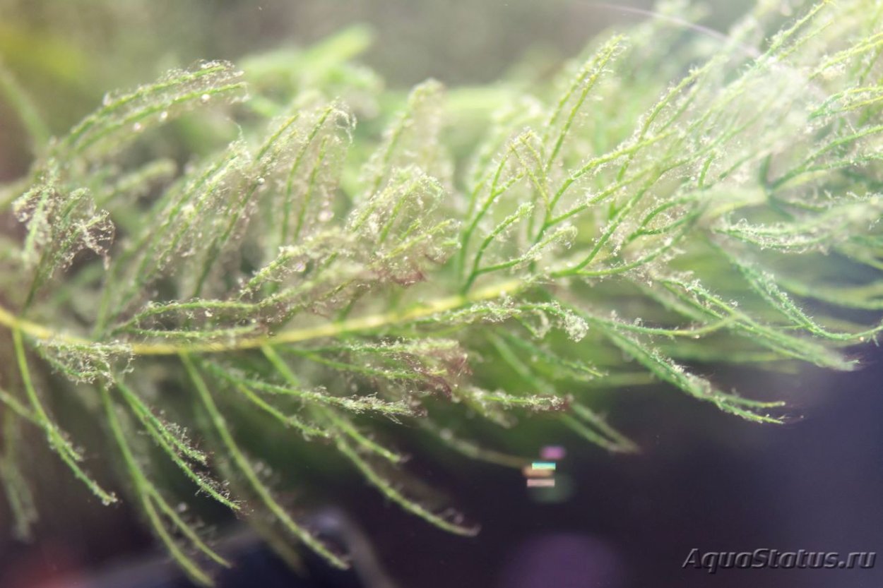 Водоросль Эдогониум