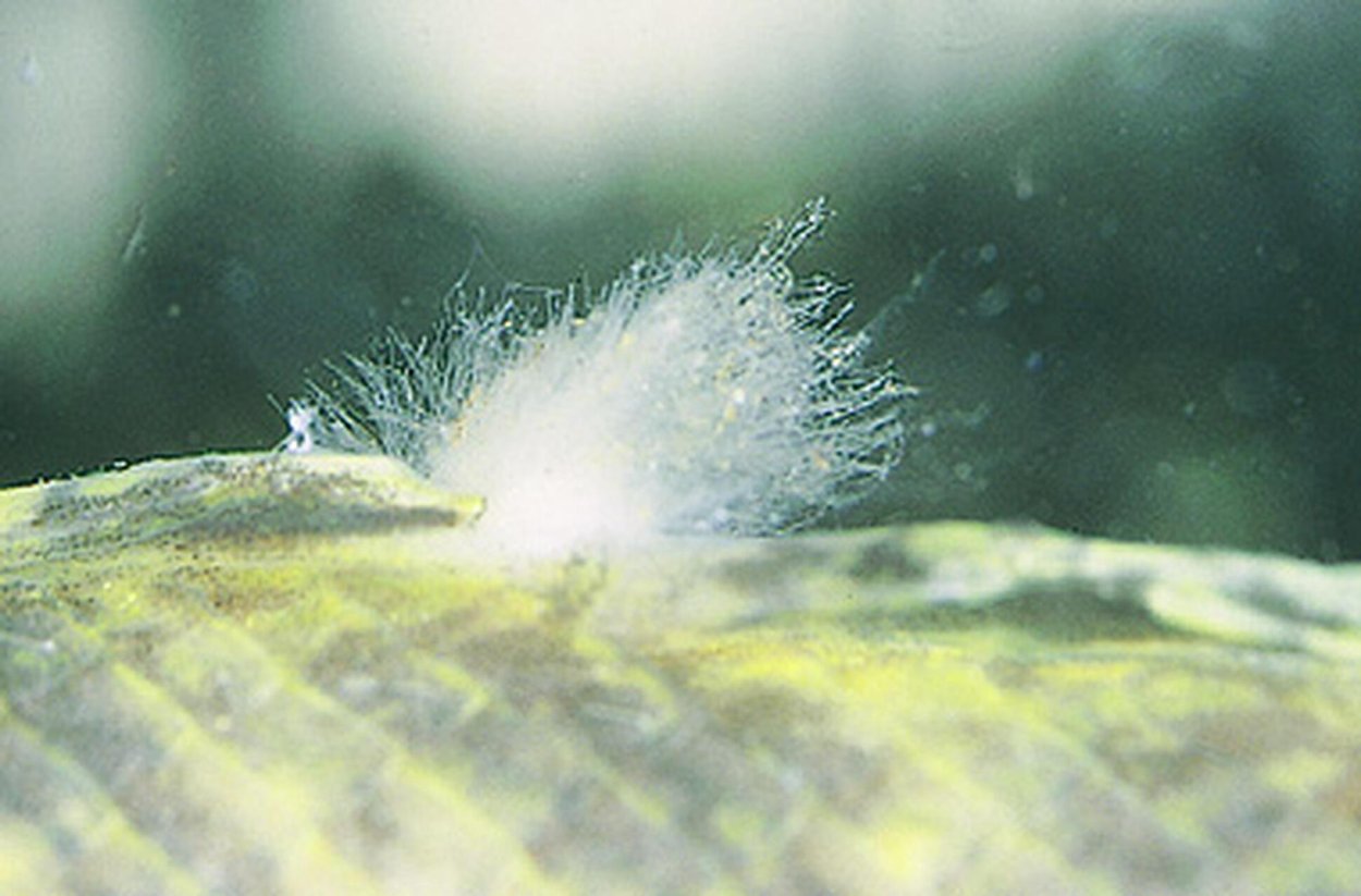 Роголистник пышный