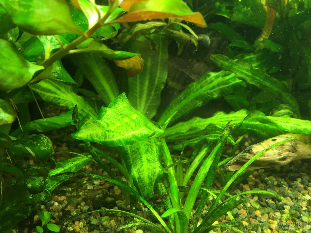 Растения в аквариуме покрылись белым пушком