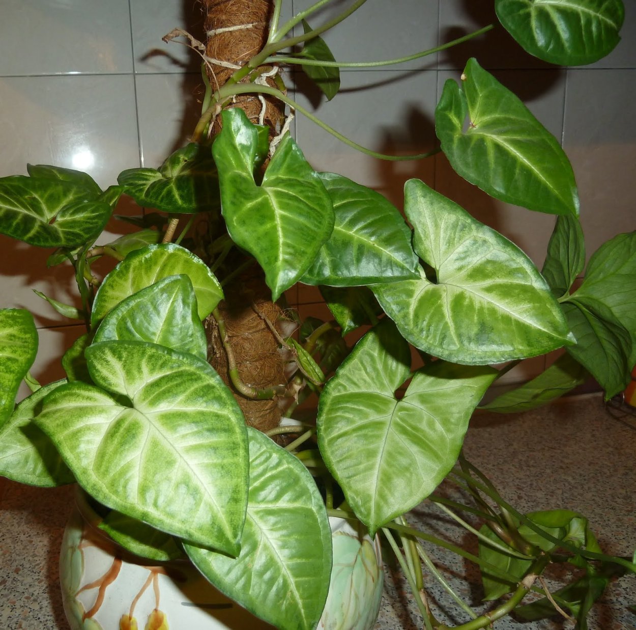 Сингониум пестрый