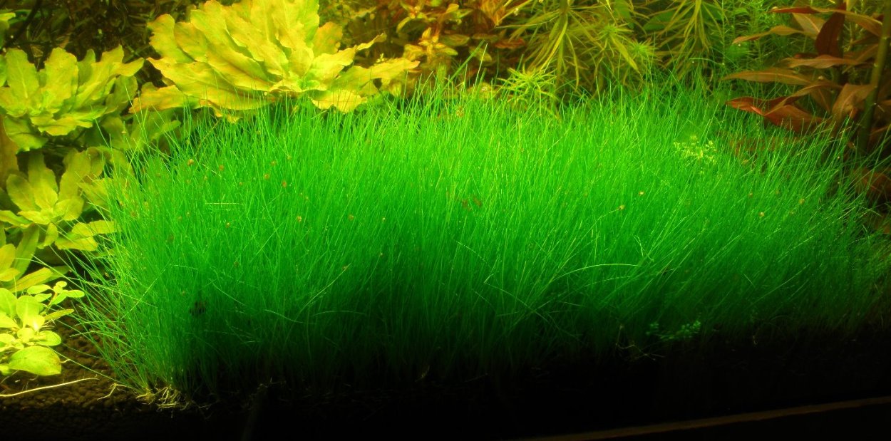 Черный налет в аквариуме