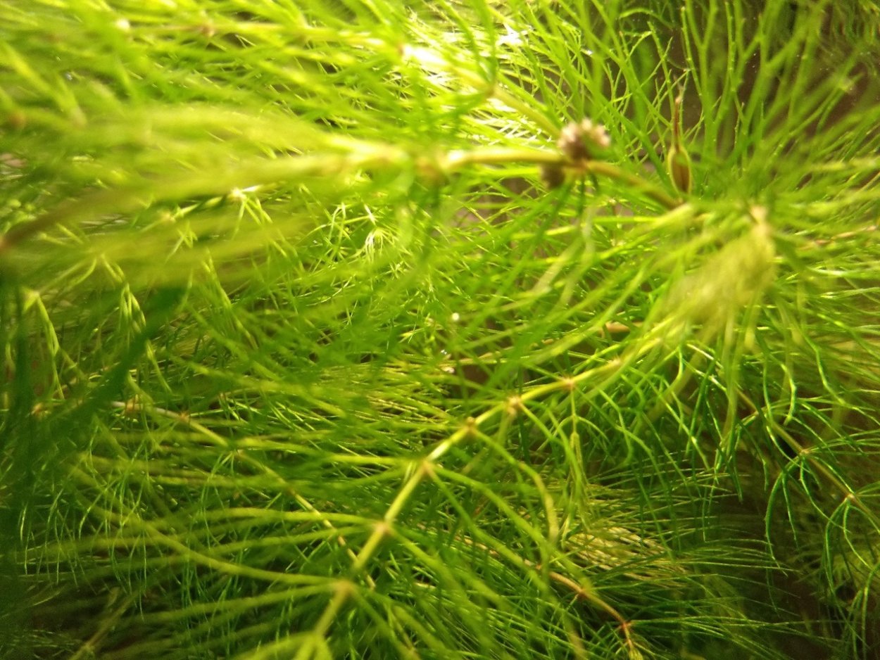 Пучки водорослей серые в аквариуме