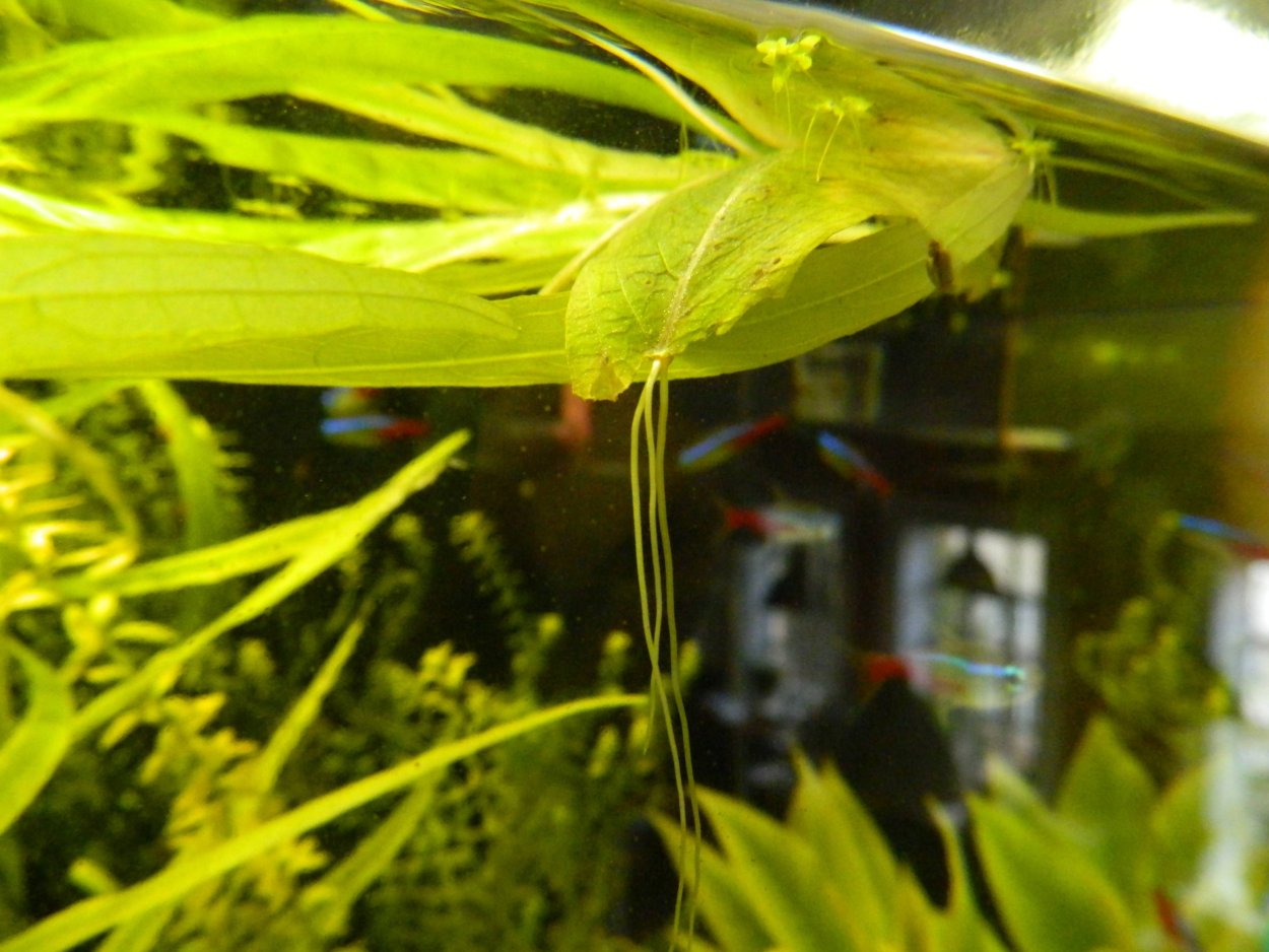 Ротала Босси Rotala bossii