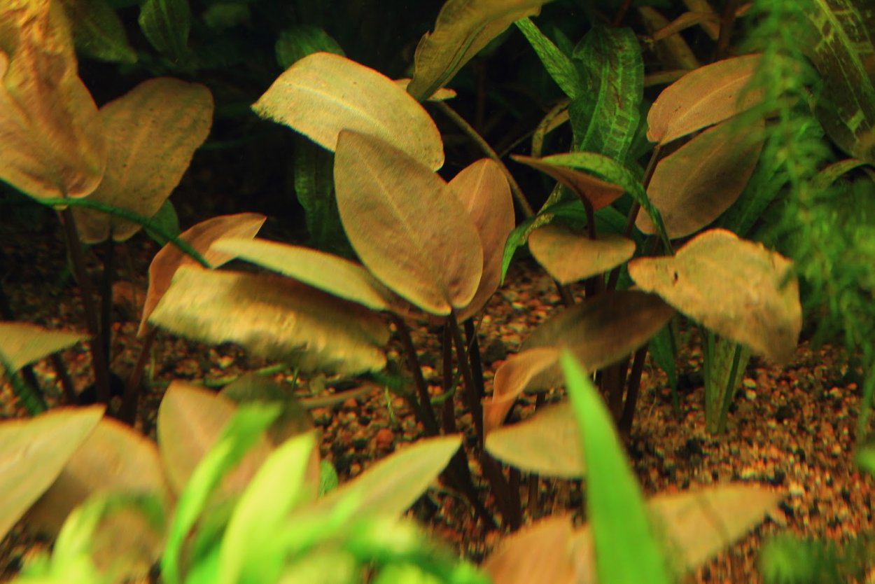 Пистия мини в аквариуме