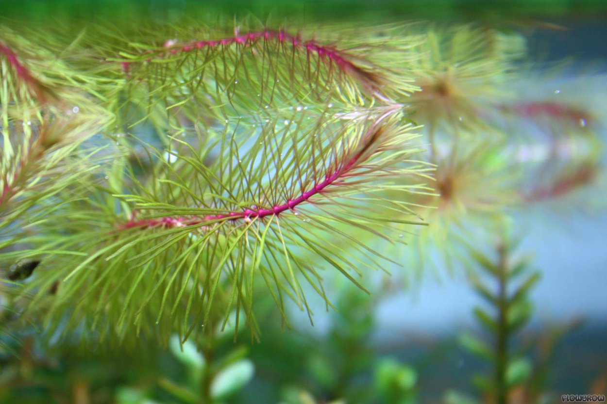 Мох стринг (Leptodictyum riparium)