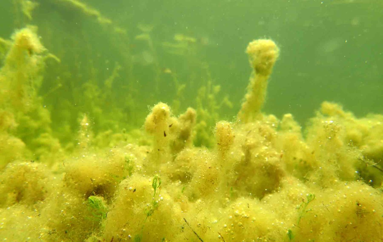 Икра на водорослях в аквариуме