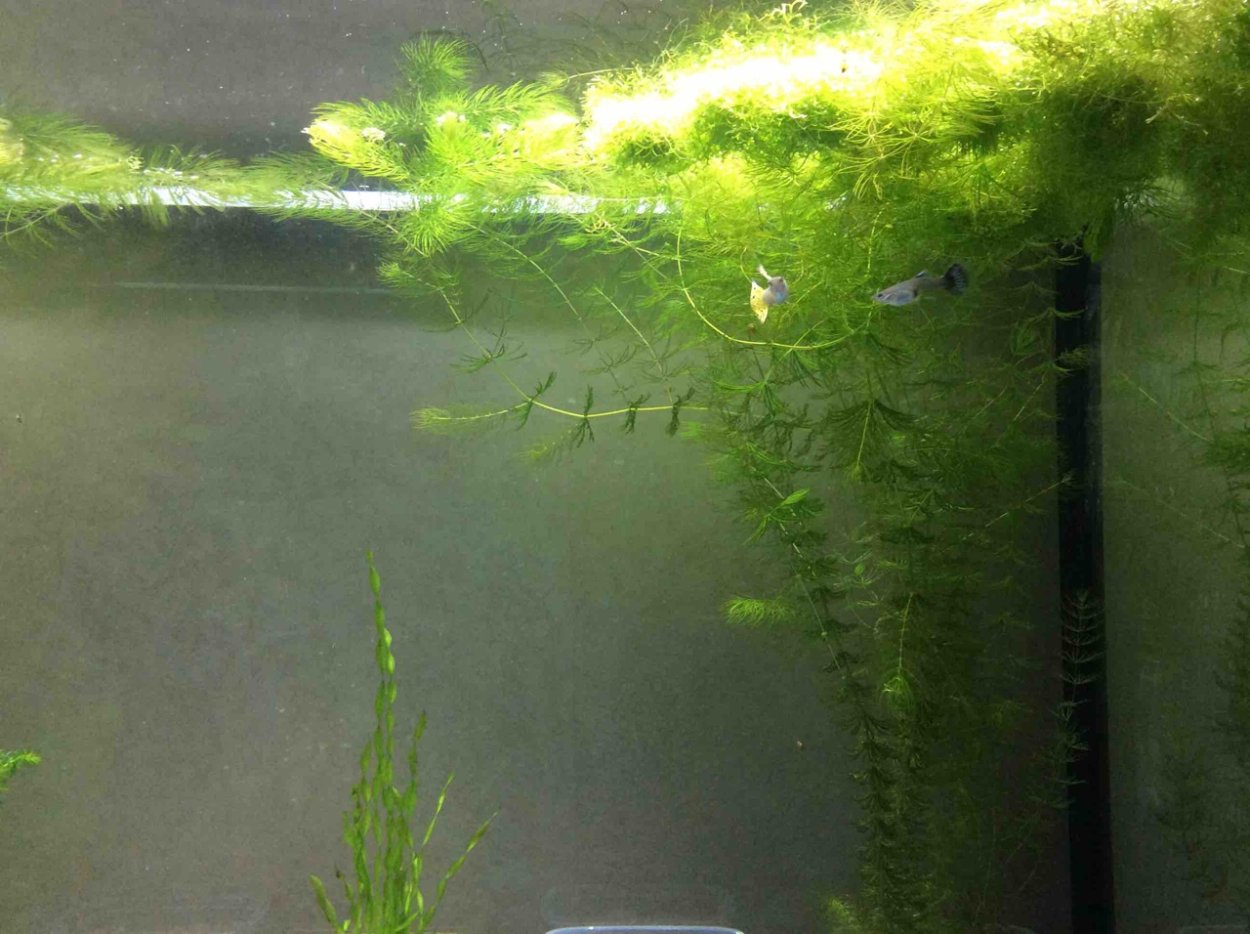 На роголистнике налет