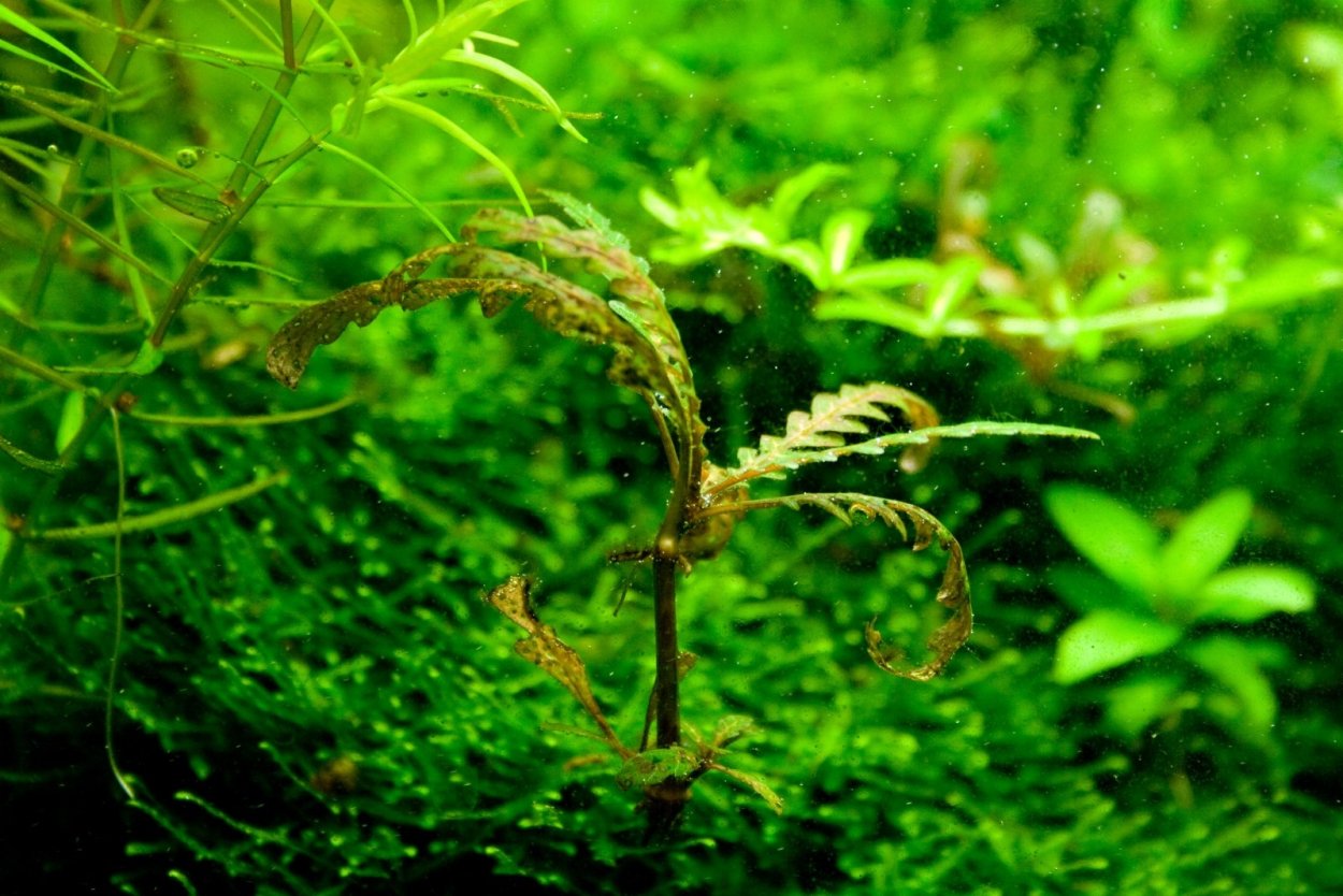 Лимонник аквариумное растение размножение