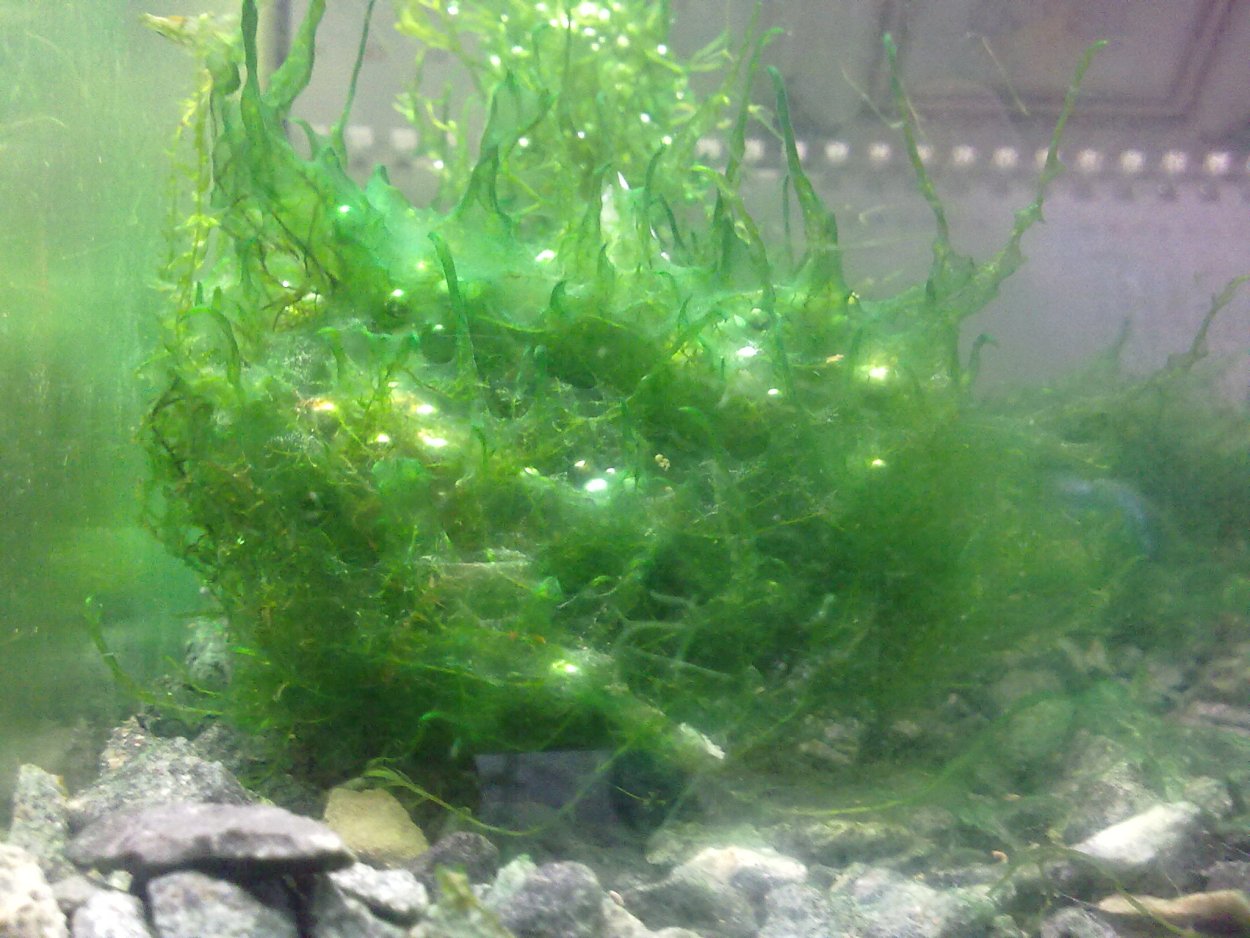 Ламинария аквариумная