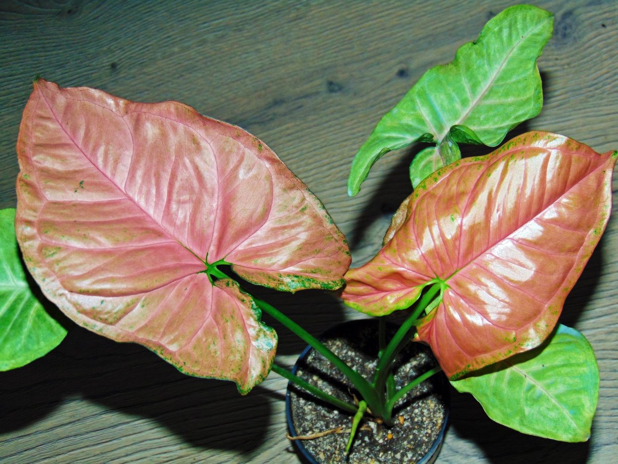 Сингониум СП гибрид