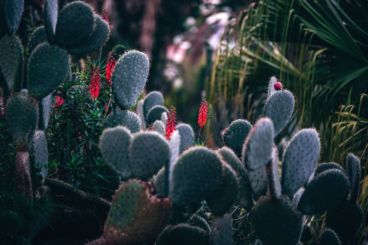 Комнатные цветы Эстетика