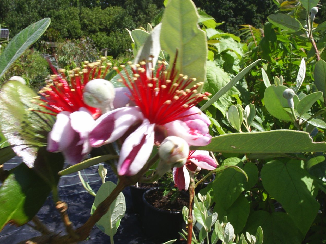 Цветы в джунглях амазонки