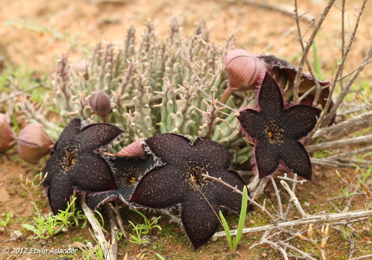 Tridentea gemmiflora