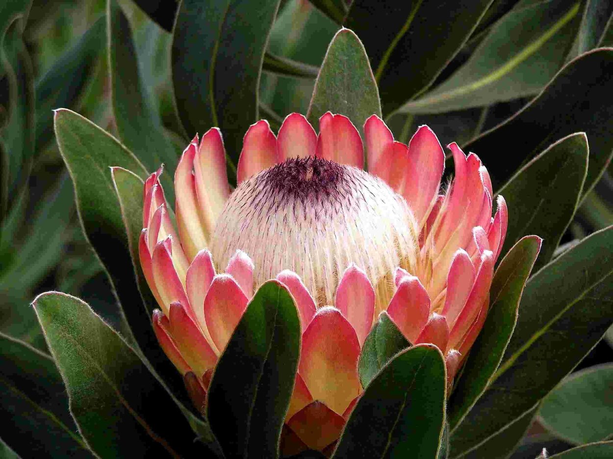 Протея Susara