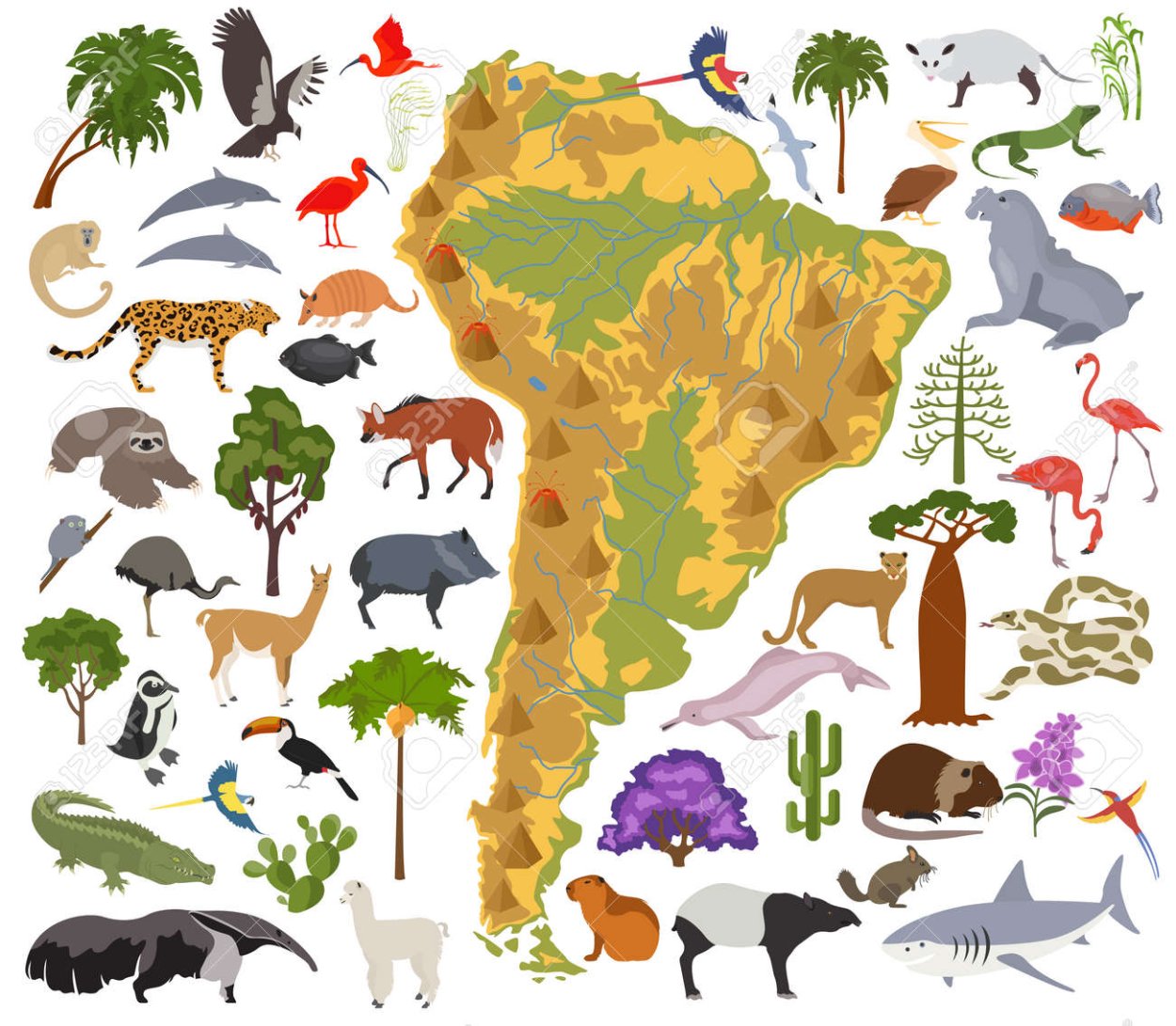 Животные по континентам для детей