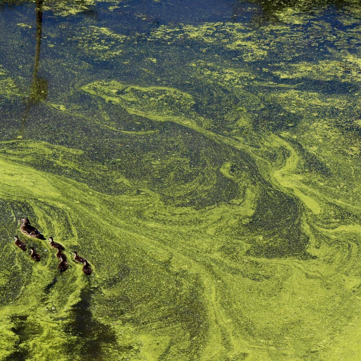 Древние водоросли - 63 фото