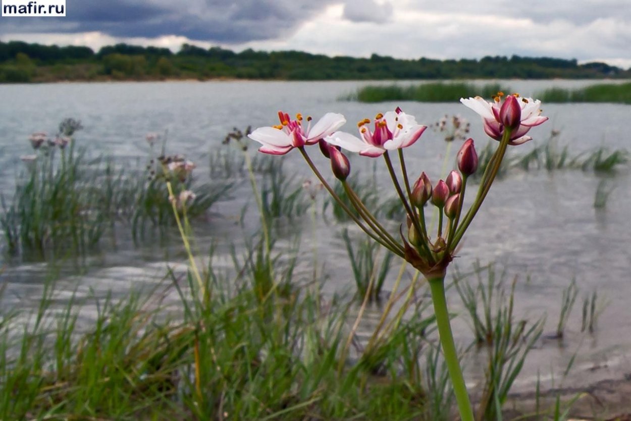 Болотные растения Сусак