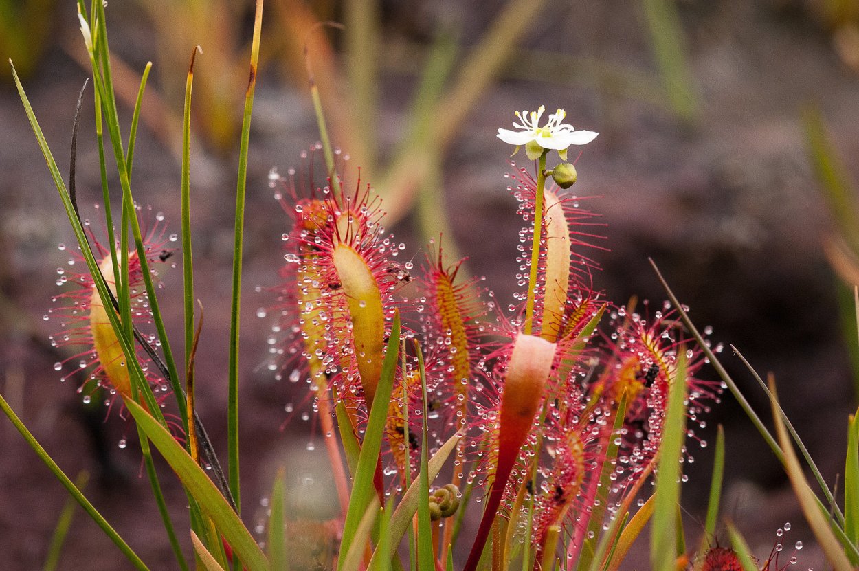 Drosera (дрозера) росянка круглолистная
