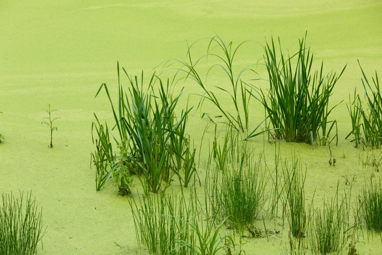 Тина Болотная трава