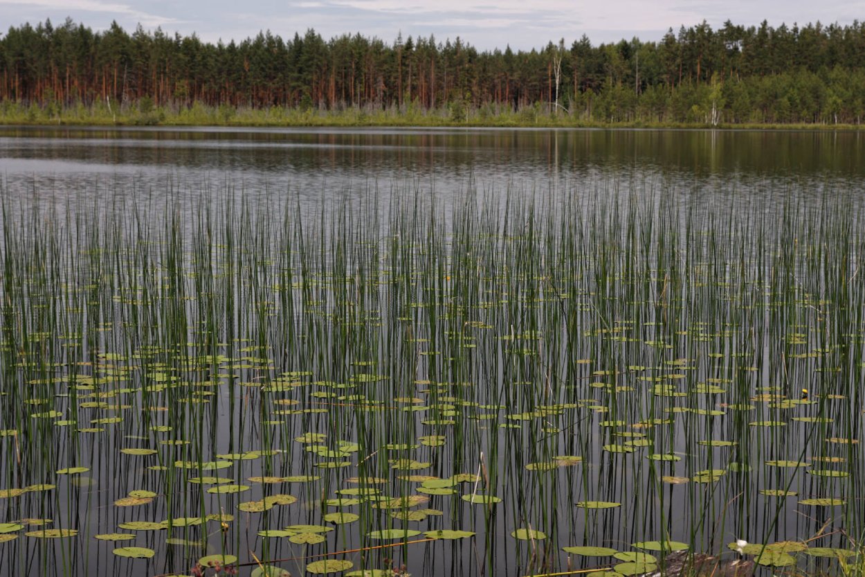 Хвощ пруд Болотное