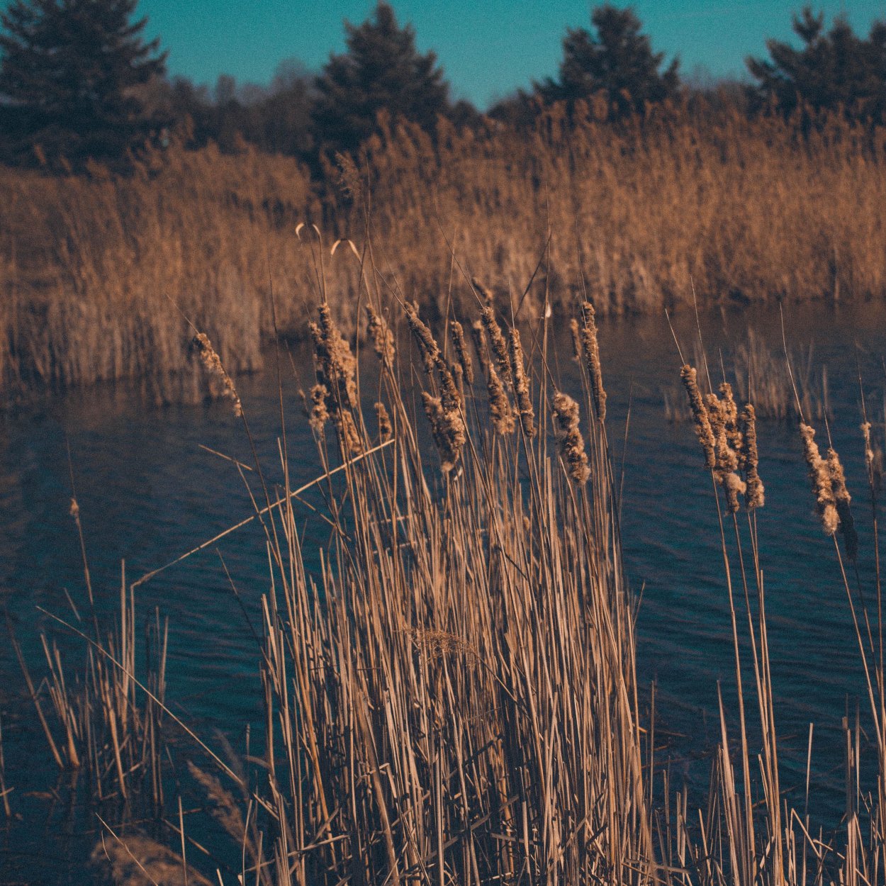 Камышовое болото