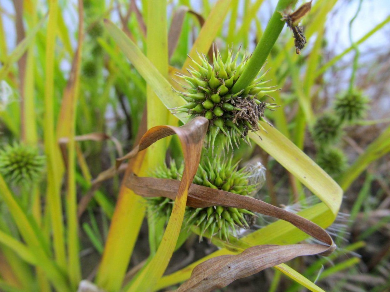 Белокрылый болотник