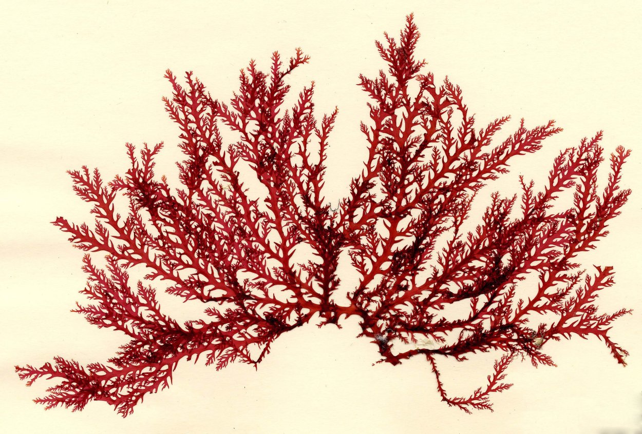 Красные водоросли на берегу