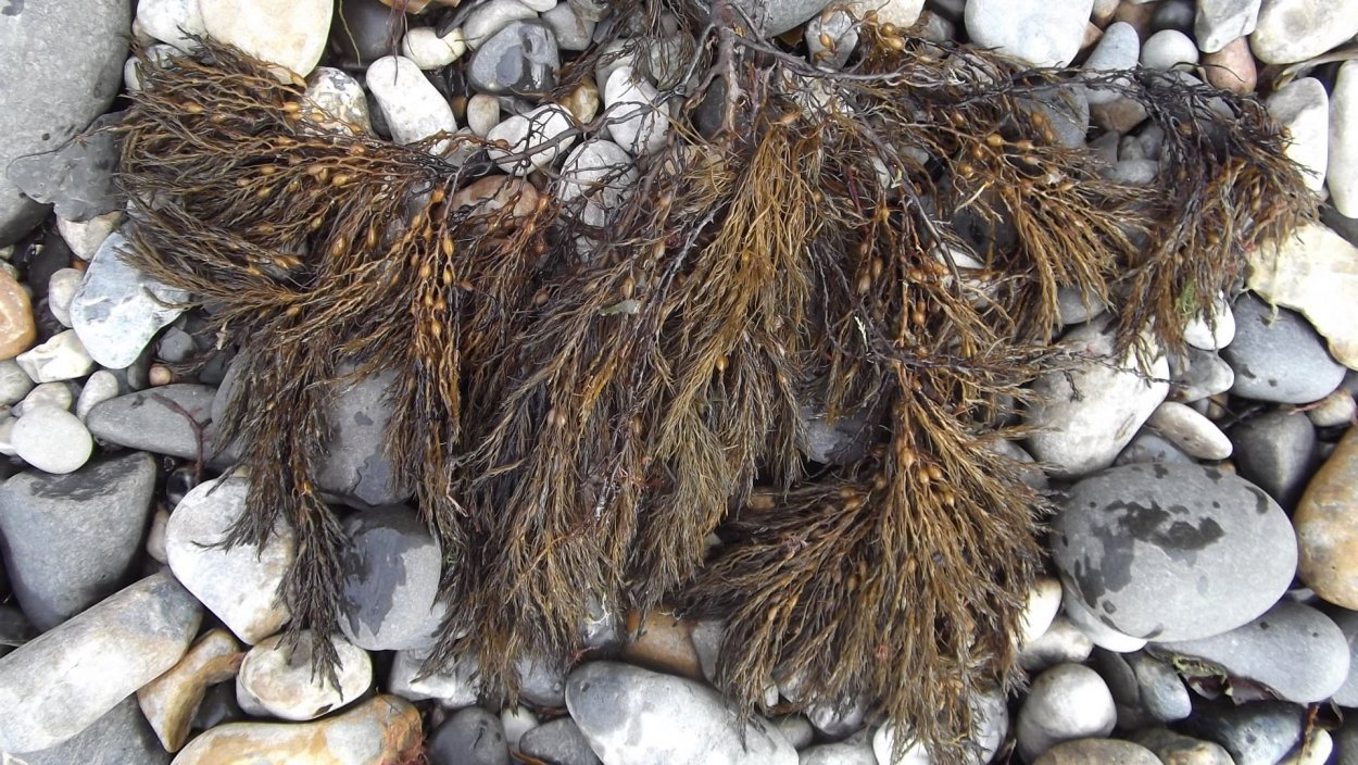 Речные водоросли съедобные