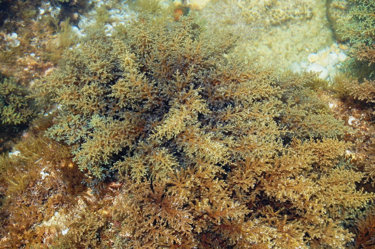 Бурые водоросли цистозейра