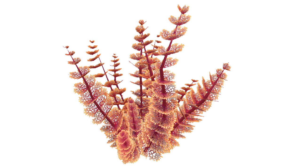 Бурые водоросли диктиота